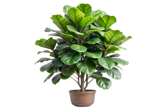 Fiddle leaf fig tree in a pot bringing greenery to indoor spaces for a fresh and lively atmosphere all year round space, fresh, atmosphere, botanical, overpot, nature, interior, design, decorative, ae