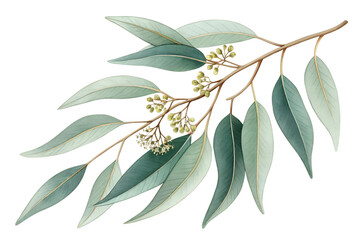 Eucalyptus branch with elongated leaves and tiny blossoms showcasing natural beauty in serene tones of green and hints of cream outdoor, gardening, herb, natural, landscaping, aesthetics, art, sketch,