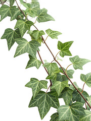 Green ivy leaves climbing elegantly against a clean white background, showcasing the intricate patterns of the foliage in their natural habitat , white, background, home, decor, gardening,cliparts