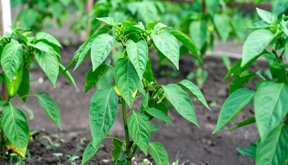 Obraz premium Growing pepper plants in a garden bed