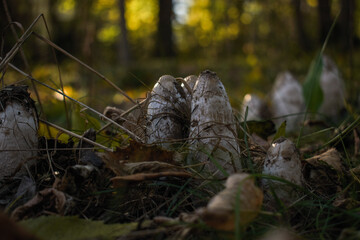 autumn in the forest