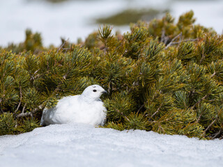 ハイマツの陰で休むライチョウのメス冬羽