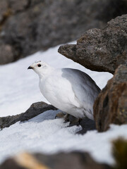 ライチョウのメス冬羽