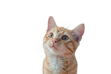 Cat. White or PNG Transparent Background.
