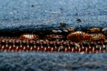 Bed bugs in a matress seam