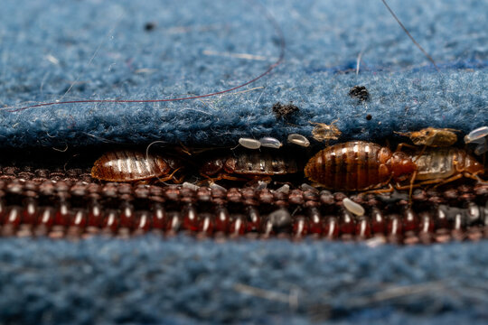 Bed bugs in a matress seam