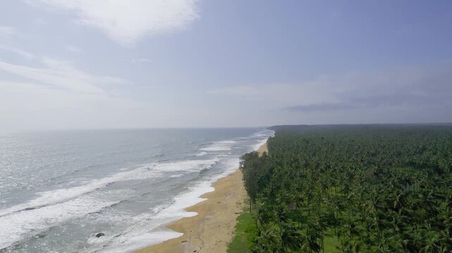 Aerial drone shot flying over golden sands of Kappil beach bekal with waves crashing and palm coconut trees on the side with a blue sky overhead showing god's own country Kerala