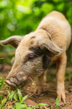 Curious piglet exploring the lush forest floor