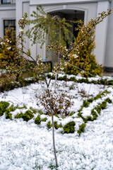 Delicate white blossoms and buds on young tree emerge through late spring snowfall, contrasting with green shrubs and modern house in background.