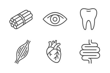 Human anatomy and organs icon set. Thin line art collection of medical pictograms. Eye, tooth, muscle fiber, heart, intestine. Biology and healthcare vector symbols for web design.