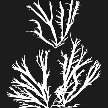 Intricate Vintage Seaweed Engraving Set &ndash; Detailed Marine Algae Botanical Vector Illustration for Nature Decor, Scientific Posters, and Luxury Packaging