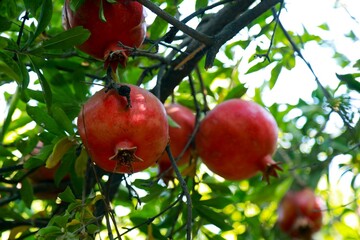Afghan Pomegranates