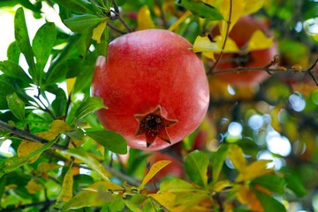 Afghan Pomegranates