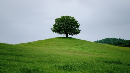 Fototapeta premium Single Tree on Green Hill Under Cloudy Sky, Serene Nature Landscape, Minimalist Environment