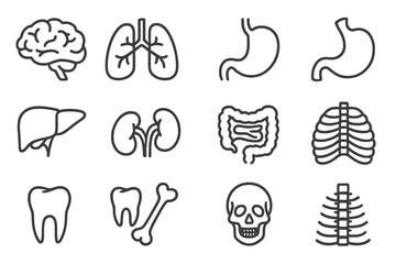 Human anatomy line icon set. Internal organs, bones, skeleton. Editable stroke vector icons for medical, health, science. Brain, lungs, liver, stomach, kidney, skull, teeth.