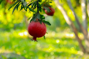 Afghan Pomegranates