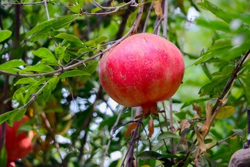 Afghanistan Ruby-red Pomegranate - Kandahari Pomegranate