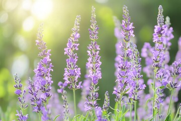 Obraz premium Lush lavender field bathed in sunlight