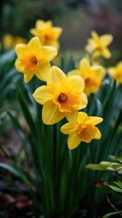 Daffodils blooming in a tranquil garden setting