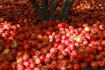 Afghan Pomegranates