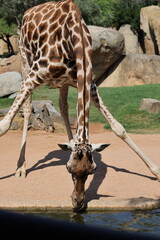 A giraffe spreads its legs wide to lower its neck and drink from a pond. The posture highlights its unique adaptation in a rocky zoo enclosure. © Ольга Дербасова