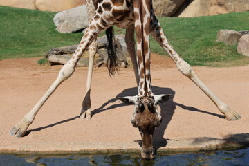 A giraffe spreads its legs wide to lower its neck and drink from a pond. The posture highlights its unique adaptation in a rocky zoo enclosure. © Ольга Дербасова