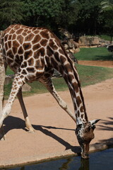 A giraffe spreads its legs wide to lower its neck and drink from a pond. The posture highlights its unique adaptation in a rocky zoo enclosure. © Ольга Дербасова
