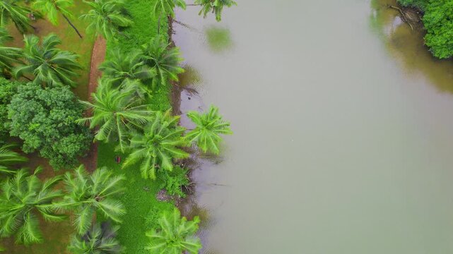 Aerial drone shot locked straight down showing the gentle lapping of water in the backwaters of Kerala with palm coconut trees with dirt path on the side showing the unique geography of India