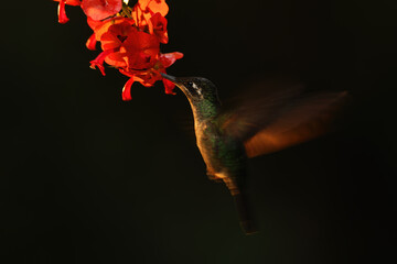 Hummingbird at dawn sipping nectar from red blooms