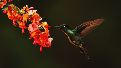 Magnificent hummingbird feeding on red flowers at dawn