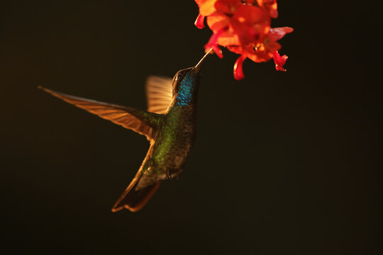 Talamanca hummingbird feeding on vibrant flower at sunrise