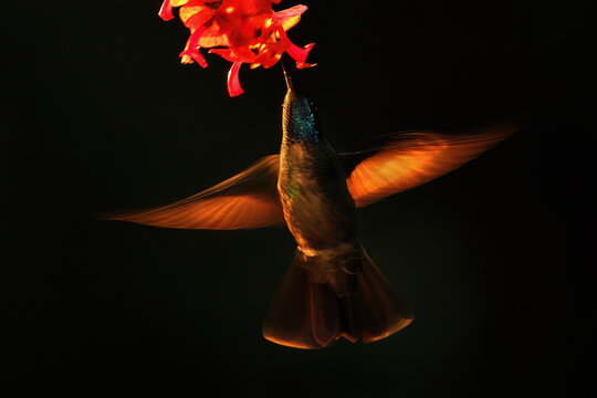 Talamanca hummingbird feeding at dawn