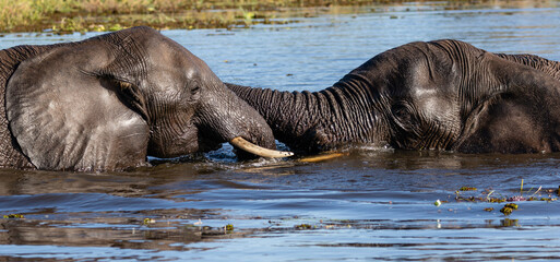 Two elephants playing in the Chobe river in Botswana