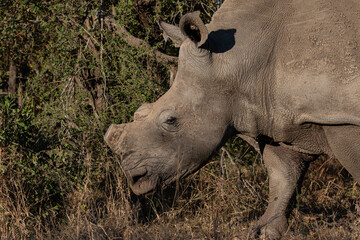 Portrait of a white rhino with horn removed in an attempt to prevent it from being poached