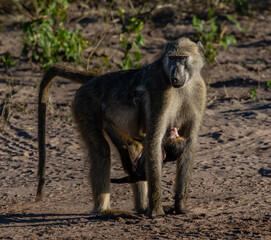Baboon with a baby clinging to its belly and busy breast feeding