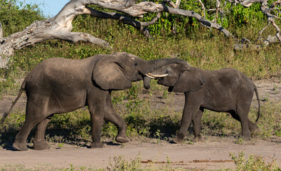 Two elephants testing their strength on the bank of the Chobe river in Botswana