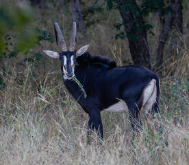 One sable antelope looking at the camera in Chobe National Park