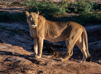 Portrait of a lioness in the early morning sun