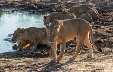 Lions drinking water at a dam early in the morning in Chobe National Park