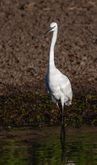Portrait of a little egret standing in shallow green water