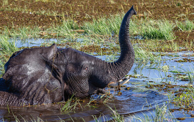 Elephant in the Chobe river with its trunk raised in the air