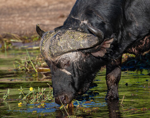 Close up portrait of an African buffalo feeding in the Chobe river in Botswana