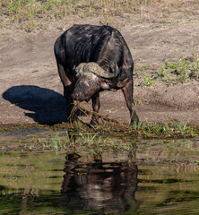 One African buffalo feeding on water plants in the Chobe river with reflection in the water