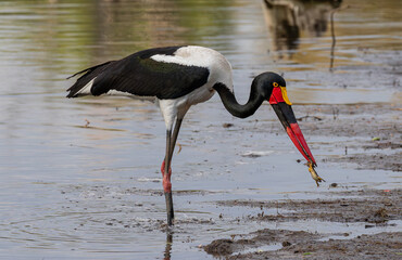 Saddle-billed stork with a frog dangling from its beak