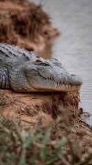 Obraz premium Crocodile resting on riverbank under warm sunlight