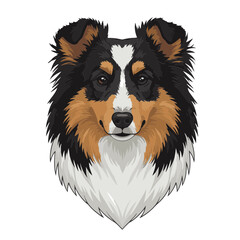 Shetland Sheepdog head full body, cartoon vector digital art illustration, isolated on white transparent background