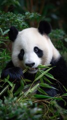 Fototapeta premium Panda enjoying bamboo in lush greenery