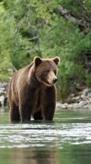 Bear standing in shallow water in a lush forest