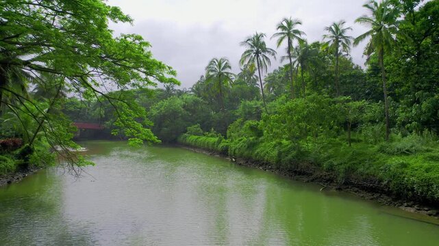 aerial drone shot flying forward over backwater lagoon canal river in Kerala, India surrounded by palm coconut trees and filled with green water showing the unique feature integral to local life