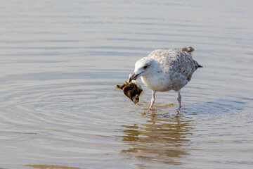 The European herring gull picking and eating fish head on the seashore, Seagulls are the family of Laridae in the suborder Lari, Seabird in its natural habitat, Dutch north sea coastline, Netherlands.
